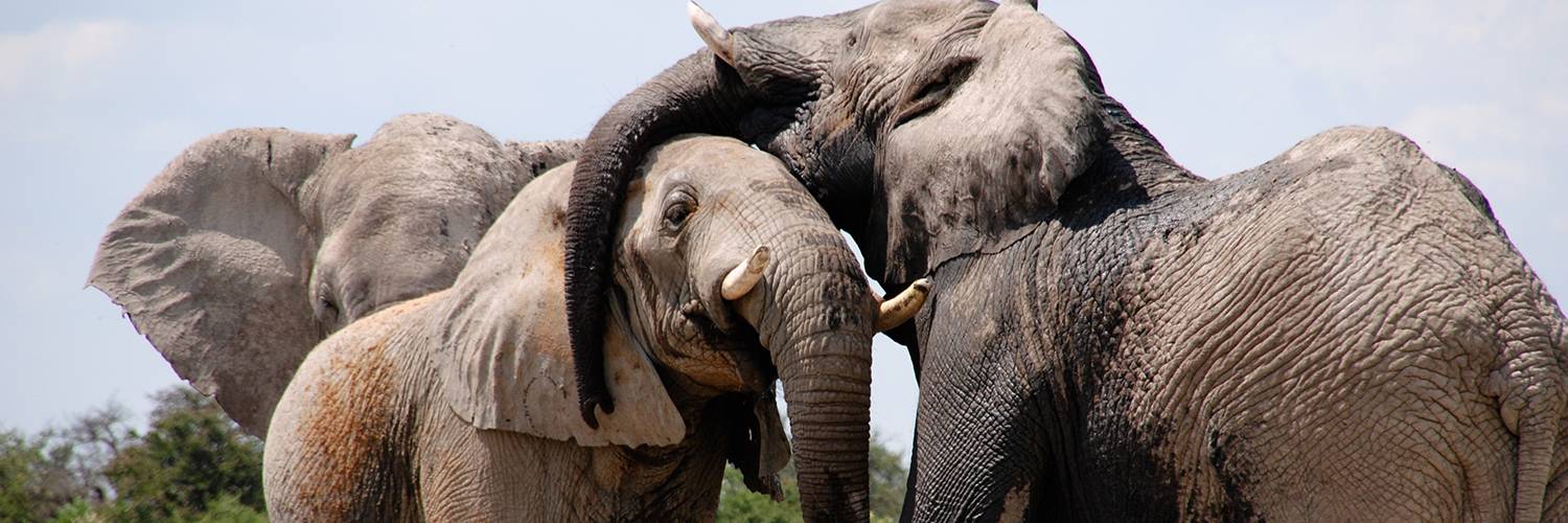 Reduce Demand for Illegal Wildlife Products - Social and Behavioural Change Communications for Conservation Impact
