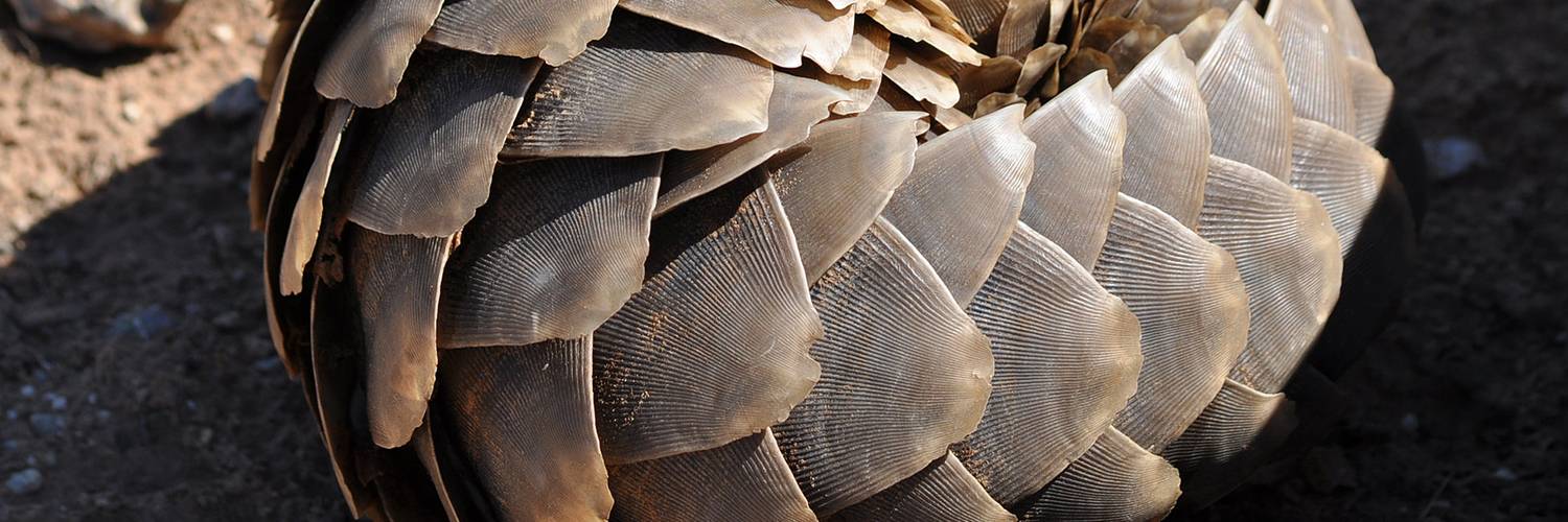 Reduce Demand for Illegal Wildlife Products - Social and Behavioural Change Communications for Conservation Impact