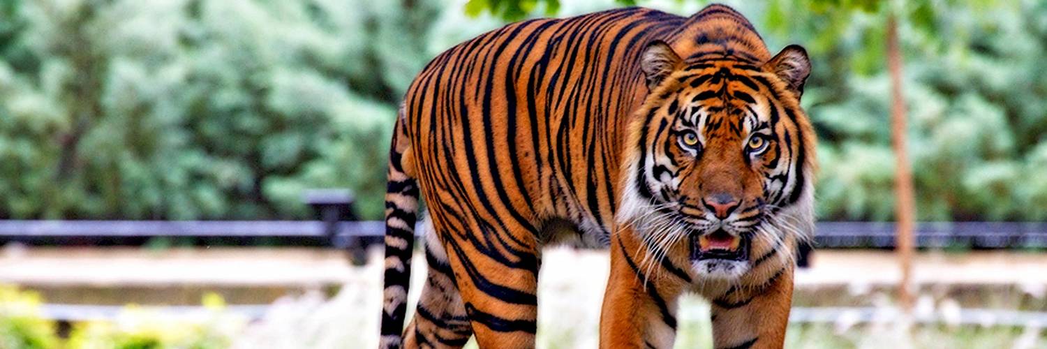 Reduce Demand for Illegal Wildlife Products - Social and Behavioural Change Communications for Conservation Impact