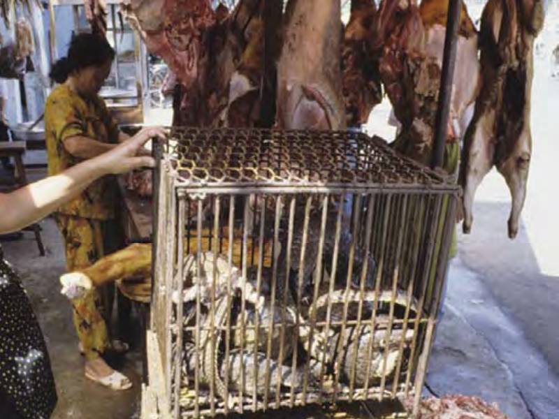 News -What is driving the wildlife trade?