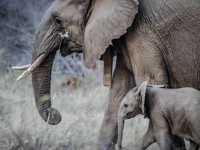 News -Monitoring of illegal trade in ivory and other elephant specimens - ETIS Report of TRAFFIC