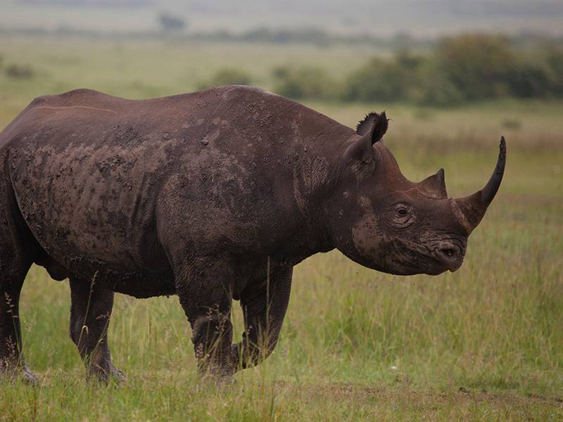 Fact Sheet - Rhino Horn Consumers, Who are they?