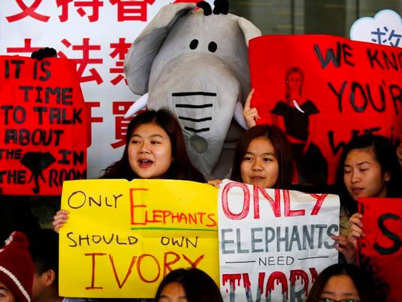 News -Hong Kong lawmakers, following China, vote to ban ivory sales