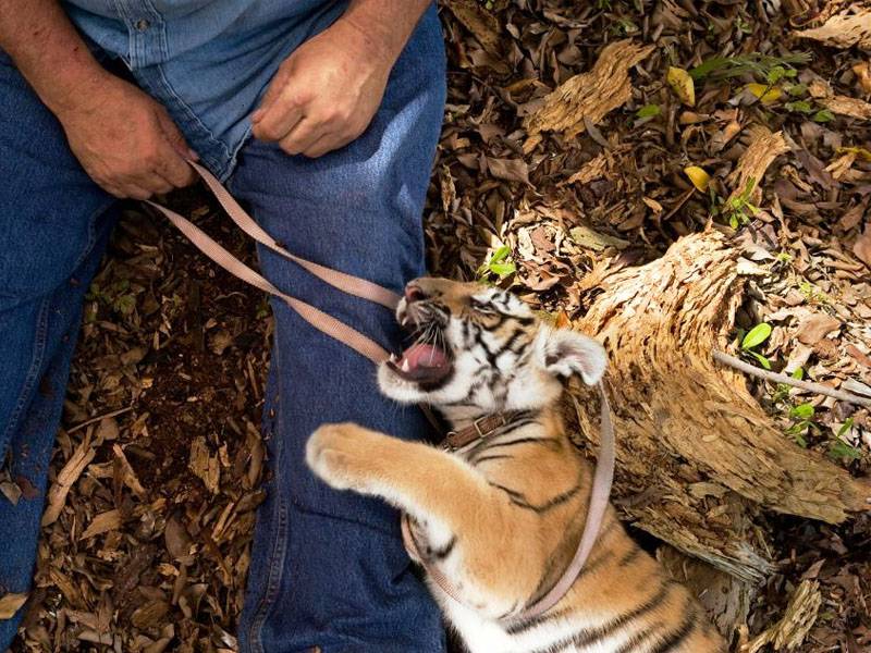 Overview - Google, Facebook, and Other Tech Giants Unite to Fight Wildlife Crime Online