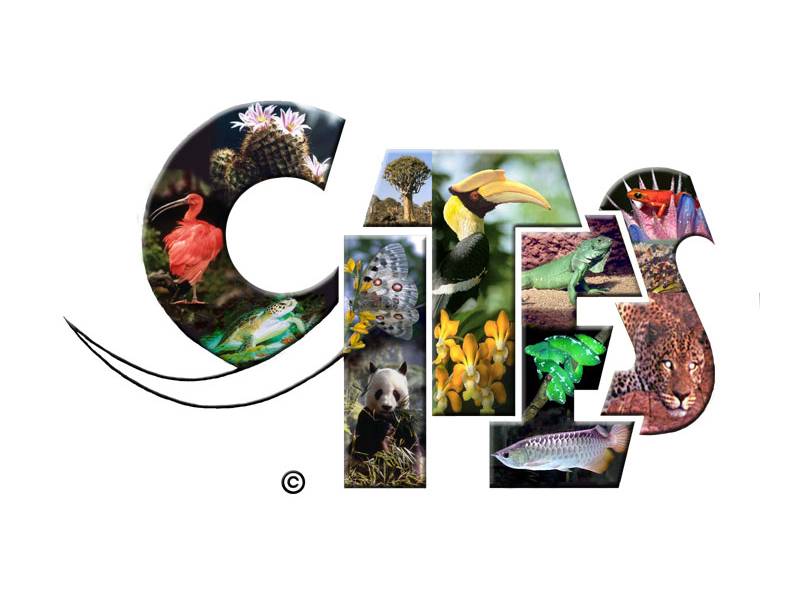 Report - Cities COP 17: Demand reduction strategies to combat illegal trade in CITES-listed species