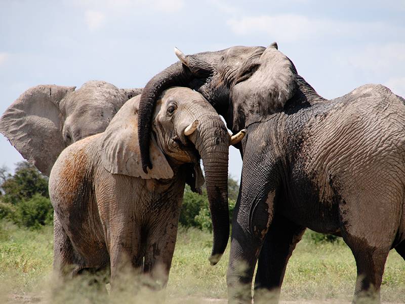 Research - TNC Messaging Research Executive Summary to Curb Ivory Consumption, Chinese Language