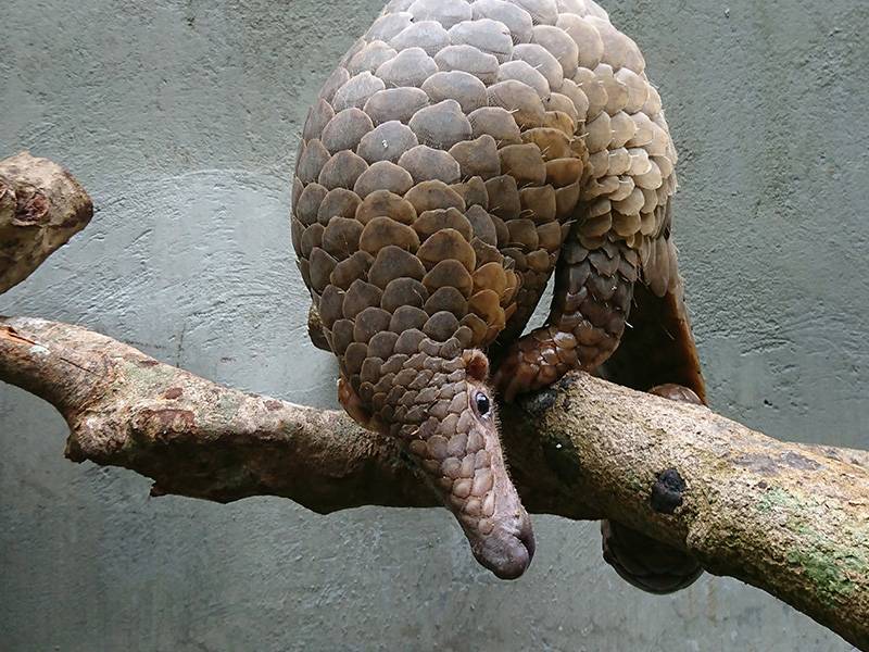 News -Pangolin conservation and traditional medicine – designing effective messages
